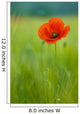 Coquelicots