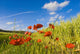 wheat field and poppies Wall Mural