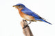 Perched Bluebird Wall Decal