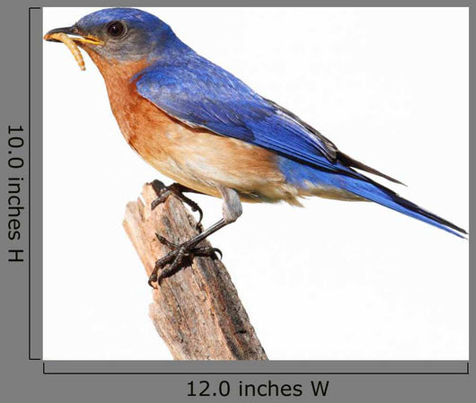Perched Bluebird Wall Decal