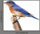 Perched Bluebird Wall Decal