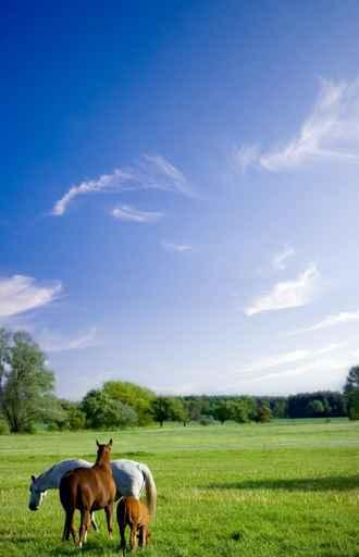 Horses Enjoy Grass Green Wall Decal
