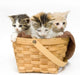 Three Kittens in a Basket Wall Decal