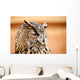Caucasian Owl