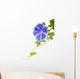 Morning Glory