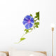 Morning Glory