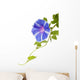 Morning Glory