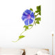 Morning Glory