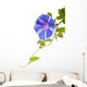 Morning Glory