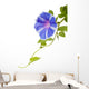 Morning Glory