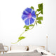 Morning Glory
