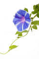 Morning Glory