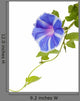 Morning Glory