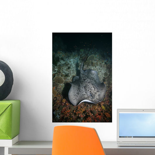 Schwarzpunkt Stechrochen Stingray Taeniura Wall Mural
