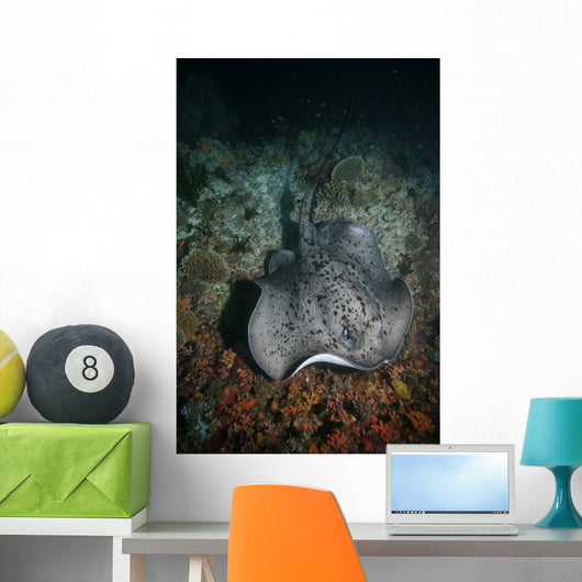 Schwarzpunkt Stechrochen Stingray Taeniura Wall Mural