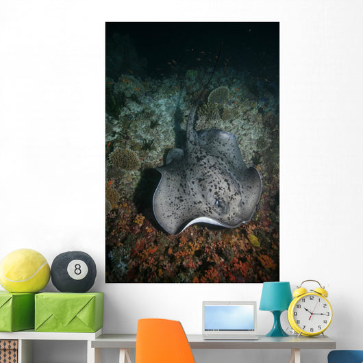 Schwarzpunkt Stechrochen Stingray Taeniura Wall Mural