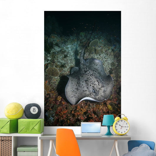 Schwarzpunkt Stechrochen Stingray Taeniura Wall Mural