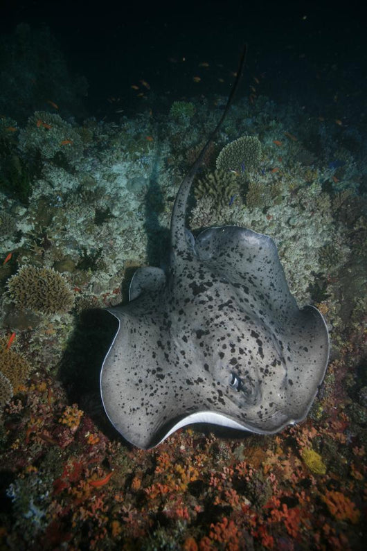Schwarzpunkt Stechrochen Stingray Taeniura Wall Mural