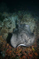 Schwarzpunkt Stechrochen Stingray Taeniura Wall Mural