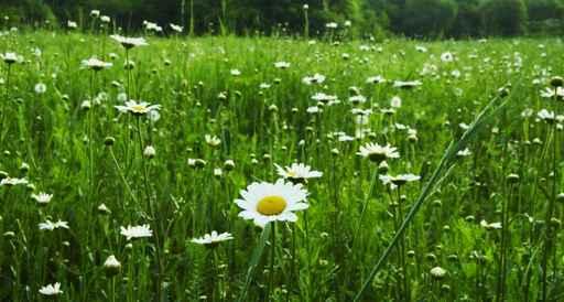 Chamomile Meadow Wall Decal