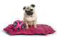 Chien Sur Son Tapis Wall Mural
