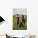 African Elephant Amboseli Kenya Wall Mural