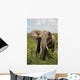 African Elephant Amboseli Kenya Wall Mural