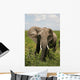 African Elephant Amboseli Kenya Wall Mural