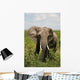 African Elephant Amboseli Kenya Wall Mural
