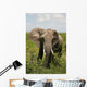 African Elephant Amboseli Kenya Wall Mural
