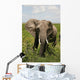 African Elephant Amboseli Kenya Wall Mural