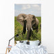 African Elephant Amboseli Kenya Wall Mural