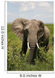 African Elephant Amboseli Kenya Wall Mural