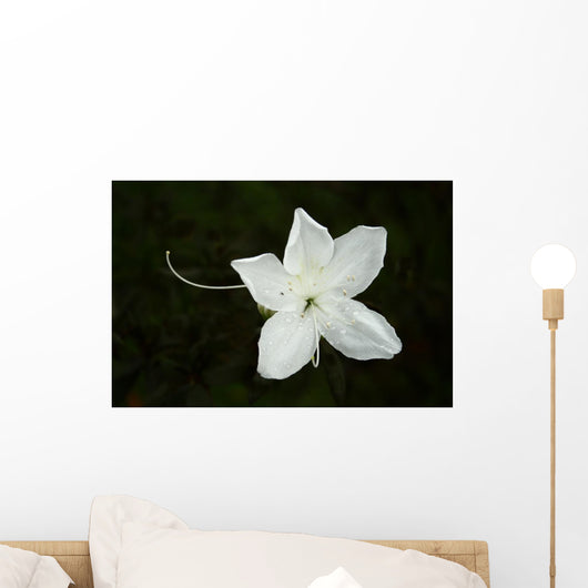 White Flower