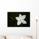 White Flower