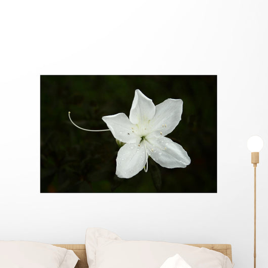 White Flower