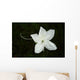 White Flower