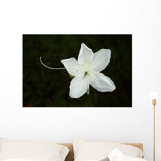 White Flower