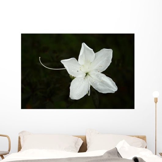 White Flower