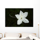 White Flower