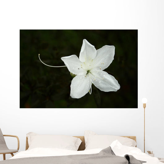 White Flower