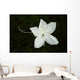 White Flower