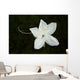 White Flower