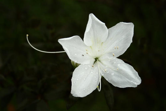 White Flower