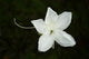 White Flower