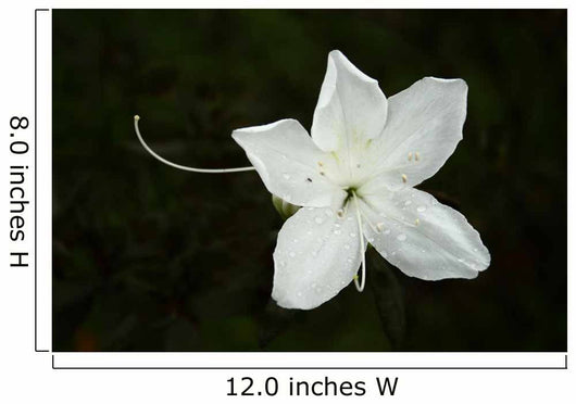 White Flower