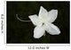 White Flower