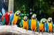 Colorful Macaws Sitting Tree