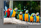 Colorful Macaws Sitting Tree