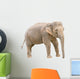 Asian elephant young female cutout Wall Decal